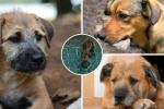 Perrito con masa cancerosa fue rescatado, sin agua ni comida, en Kennedy
