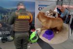 Venta de cachorros en TransMilenio genera indignación en Bogotá