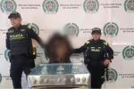Incautan marihuana oculta en estufa durante operativo en el Aeropuerto El Dorado