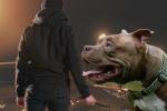 Cinco hombres armados robaron una camioneta y se llevaron un perro en Puente Aranda