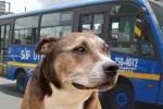Conductor del SITP ayudó a un perrito perdido a volver con su familia (imagen de referencia)