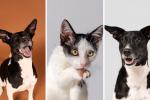 Bogotá lanza Televet: consulta veterinaria gratis sin salir de casa