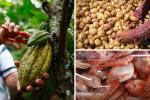 Precios en Corabastos hoy 2 de octubre de 2025: alimentos que más bajaron este jueves