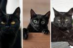 Octubre, el mes más peligroso para los gatos negros: evite tragedias