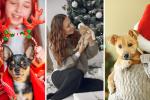 Mascotas en riesgo por Navidad: reportan afectaciones por cambios en casa