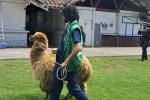 Alpaca rescatada por maltrato animal