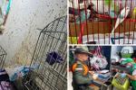 Controles en la Plaza del 20 de Julio: 34 animales fueron rescatados