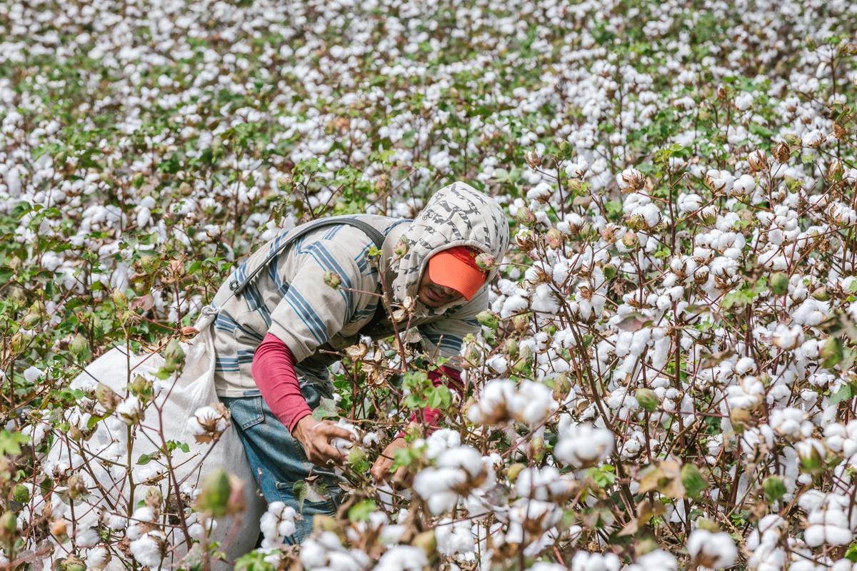 MinAgricultura ofrece incentivos para el cultivo de algodón Alerta Caribe