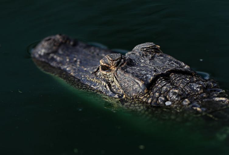 Cocodrilo en el agua