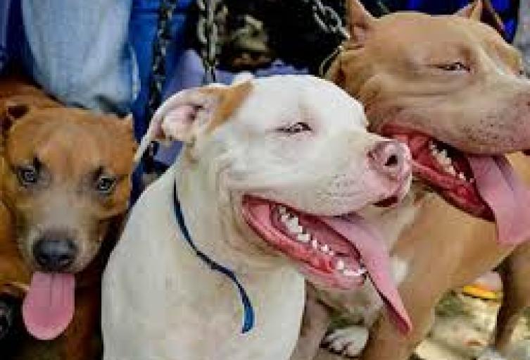 Un perro de raza pitbull mordió a un niño de diez años en Itagüí