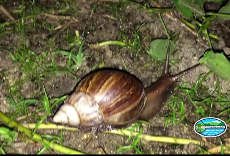 Corpamag, trabaja con la comunidad para controlar la propagación del caracol africano