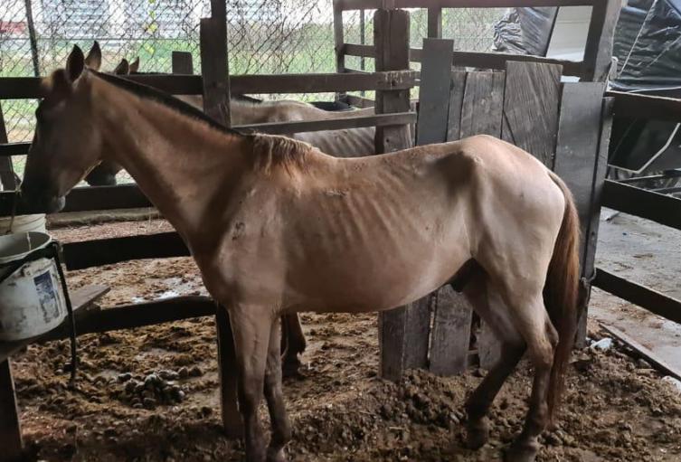 Caballo cochero en condición de maltrato en Cartagena