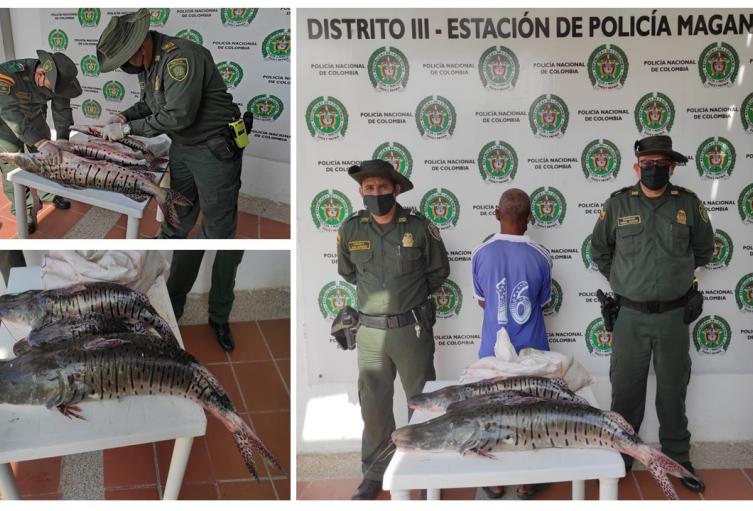 Se incautaron 20 kilos de bagre rayado