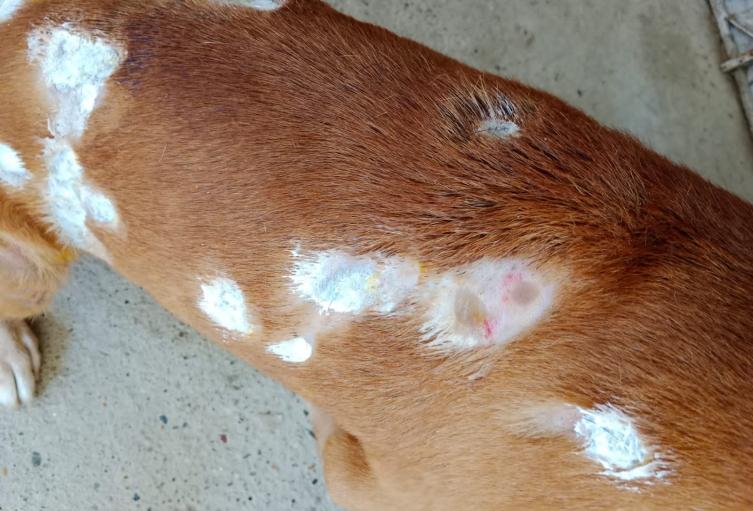 Violencia animal