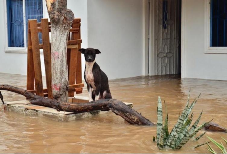 Las fuertes lluvias que se han registrado en los últimos días han provocado crecientes súbitas en los ríos Seco y Badillo.