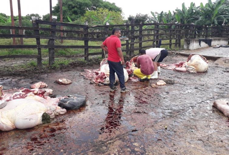 Sacrificaron ocho vacas en la finca El Socorro, de Galapa.