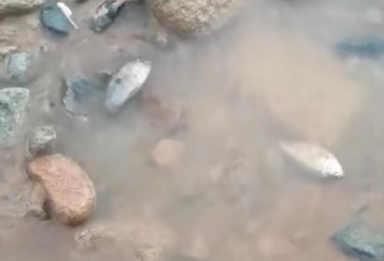 Peces muertos quebrada Inanea, sur de Bolívar