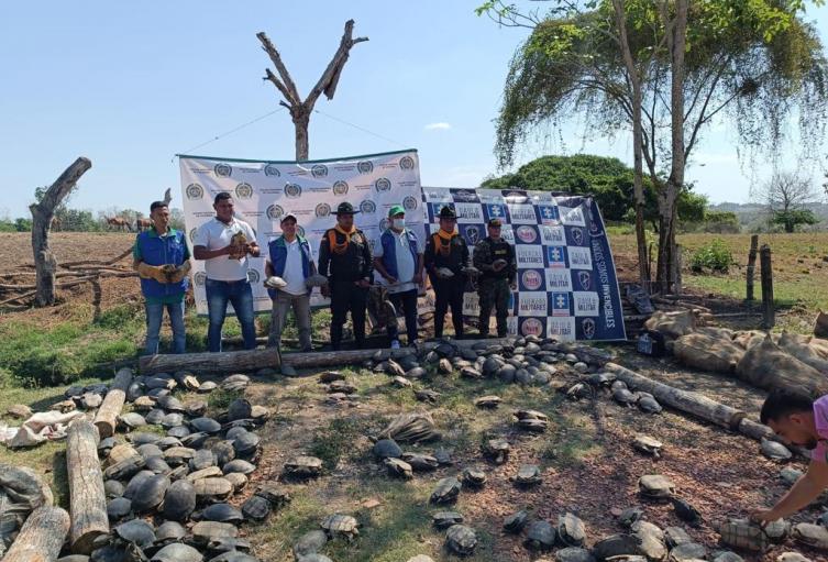 Recuperación hicoteas e iguanas en Bolívar