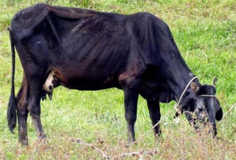 No hay pasto para las reses ni agua para calmar su sed