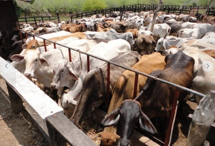 El efecto negativo es notoriamente impactante en tres de las zonas productivas cuya principal actividad ha sido por décadas la ganadería bovina 