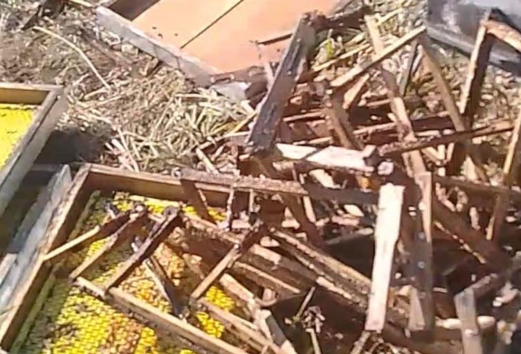 La gravedad del hecho ha dejado a la finca incapaz de recolectar miel durante el año 2024.