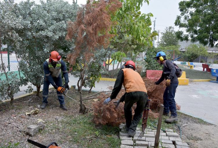 Poda de arboles en Cartagena