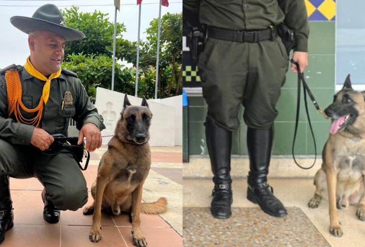 Killer, el perro de la Policía que lucha contra las drogas en Cartagena 