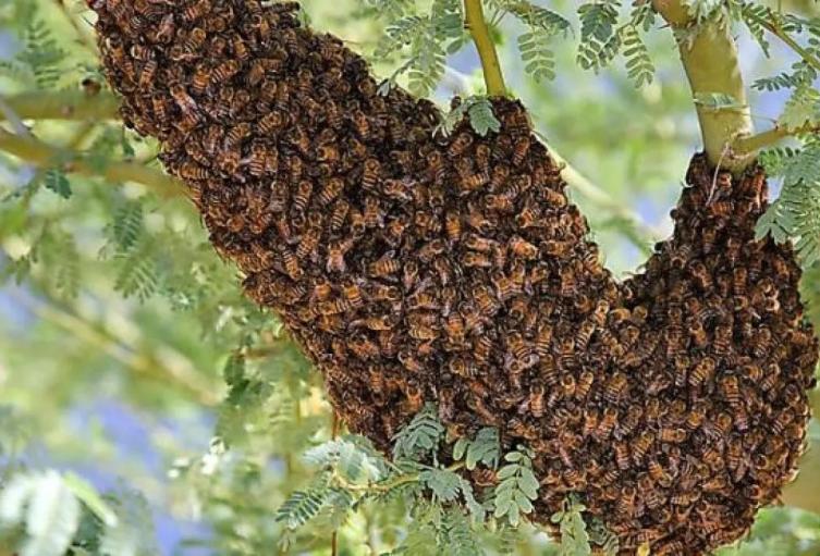 Abejas africanizadas