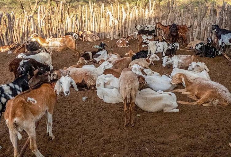 El brote puede causar la muerte en animales y en las personas. 