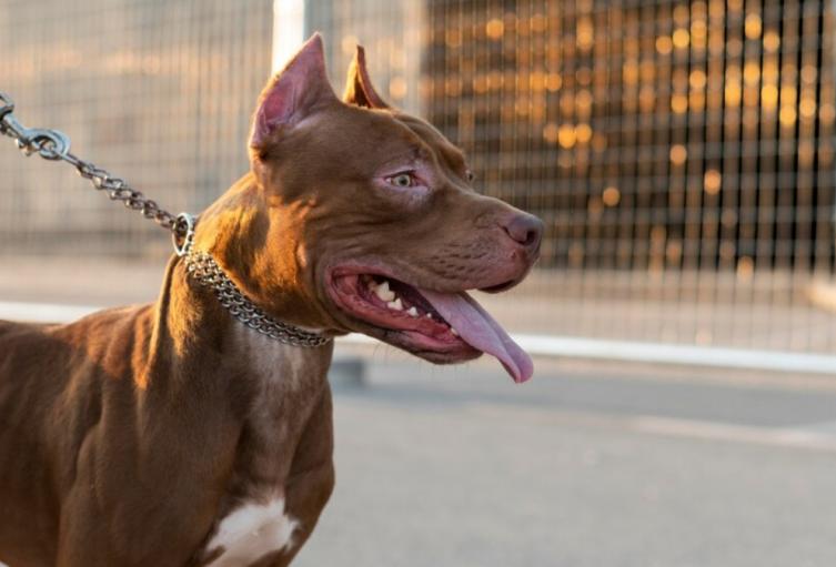 Referencia. Perro Pitbull