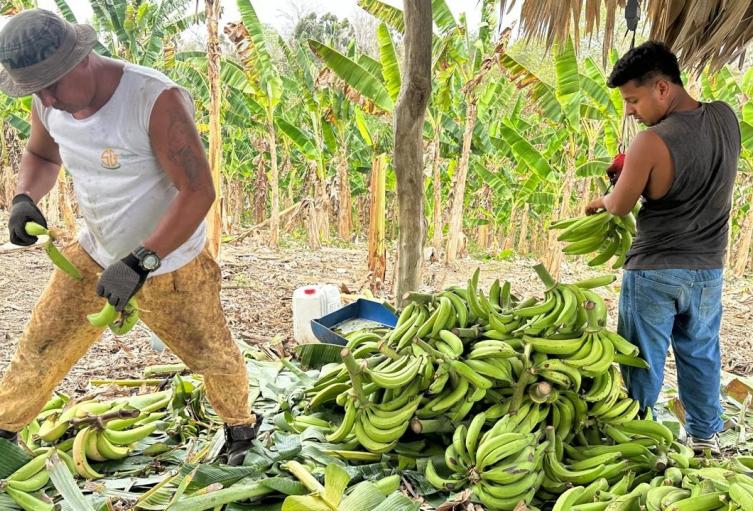 Este cultivo prevalece en la zona costera