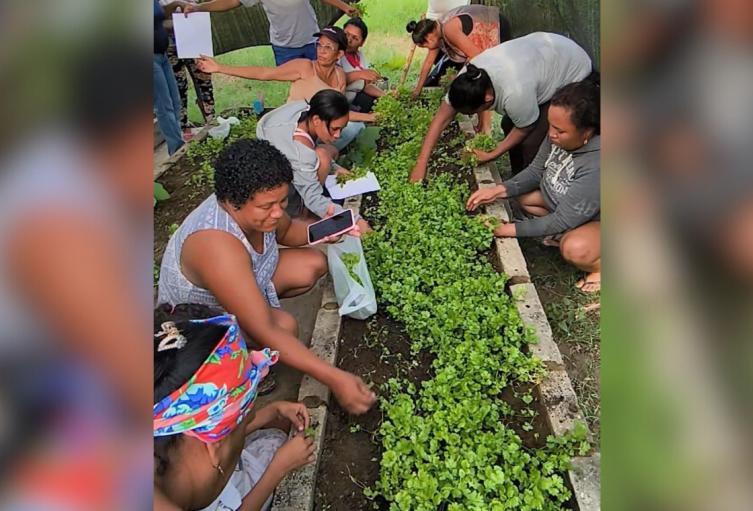 Huertas caseras florecen en Cerro de San Antonio como símbolo de autonomía y esperanza para mujeres cabeza de hogar