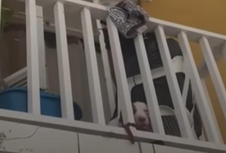 Presunto abandono de cachorra en conjunto residencial del Centro Histórico Presunto abandono de cachorra en conjunto residencial del Centro Histórico