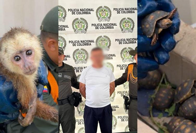 Rescatan 53 animales transportados ilegalmente en Magangué Jul 03