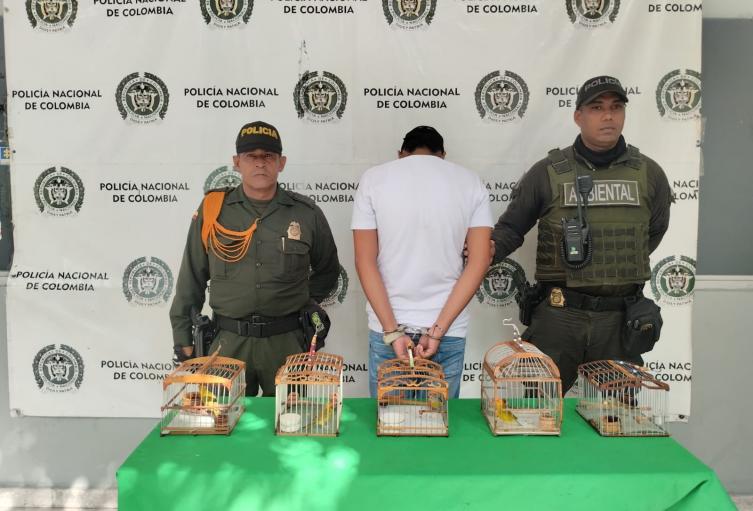 Aves incautadas 