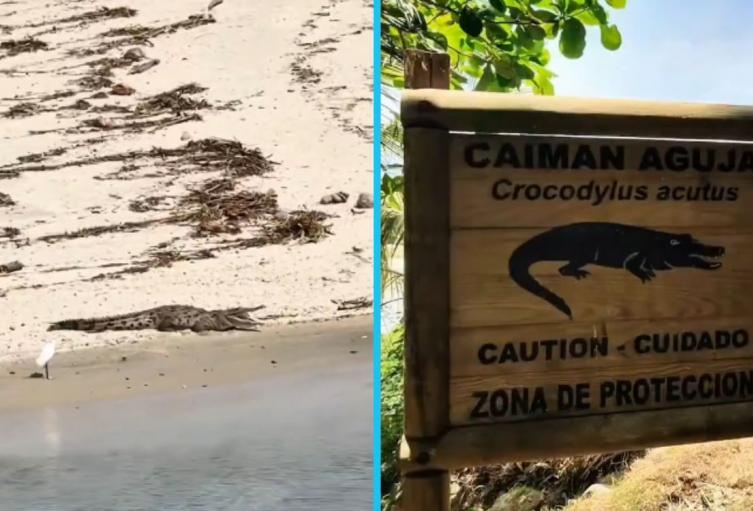Turistas ingresan a una zona restringida del río Piedras, pese a las señales de advertencia sobre caimanes aguja