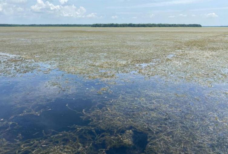 La “batata de agua” pone en jaque a pescadores y comunidades palafíticas de la Ciénaga Grande de Santa Marta