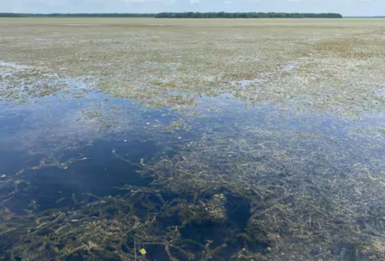Procuraduría exige plan de acción contra planta invasora en la Ciénaga Grande de Santa Marta