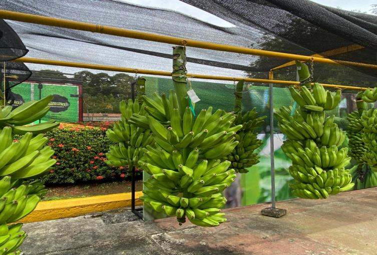 Cerca de 4 millones de cajas de plátano de más de 2.000 pequeños productores independientes de Urabá son exportadas al año