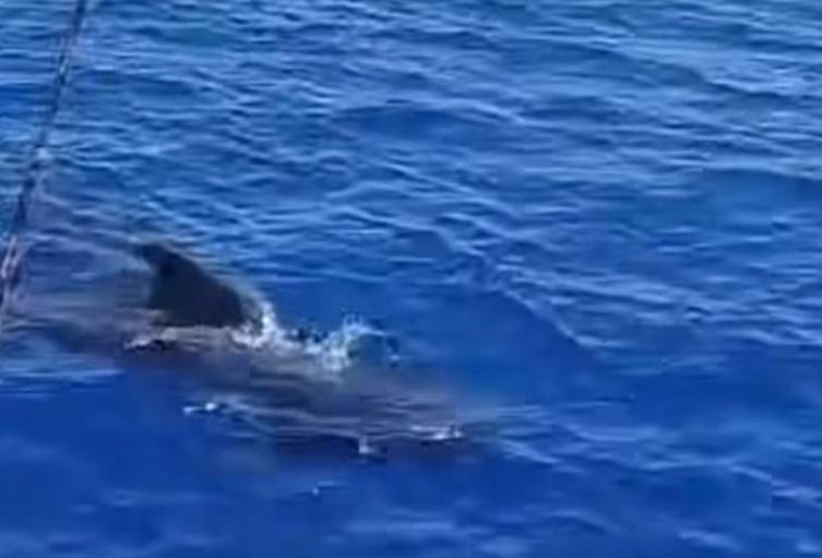 Ballenas piloto avistadas en aguas de La Guajira. 