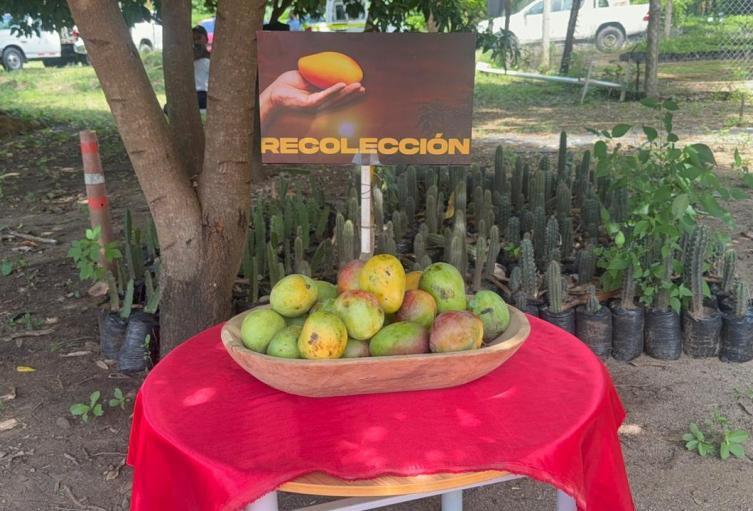 Se sembrará mango en La Guajira.