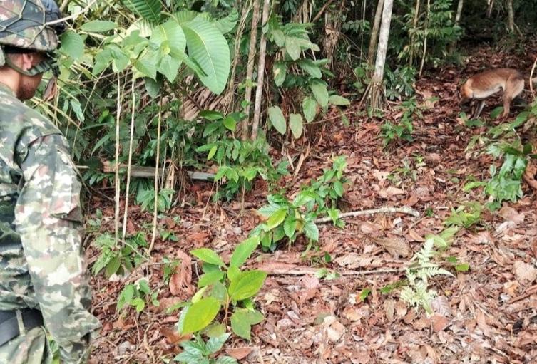 Ejército destruye cinco artefactos explosivos improvisados en área rural de Norosí, sur de Bolívar 