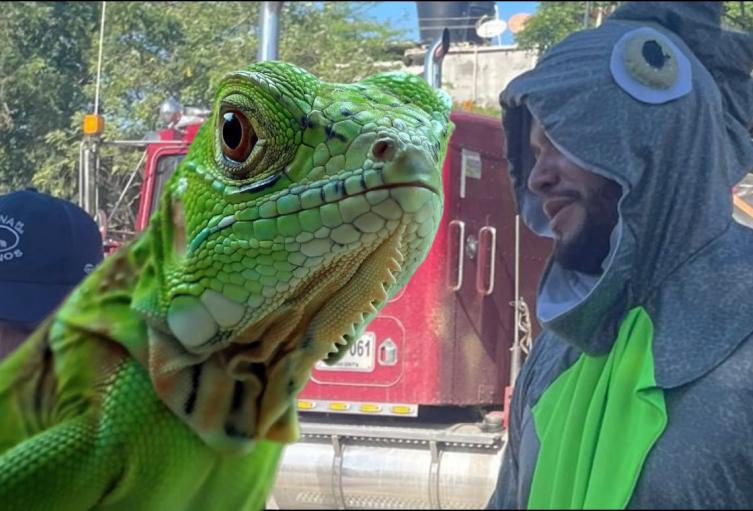 Campaña contra el consumo de huevos de iguana