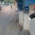 Repudio en Santa Marta por abandono de gatos recién nacidos arrojados a la calle desde una bicicleta 