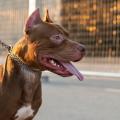 Referencia. Perro Pitbull