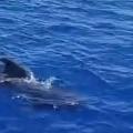 Ballenas piloto avistadas en aguas de La Guajira. 