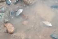 Peces muertos quebrada Inanea, sur de Bolívar