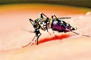 zancudo del dengue