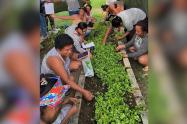 Huertas caseras florecen en Cerro de San Antonio como símbolo de autonomía y esperanza para mujeres cabeza de hogar