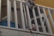 Presunto abandono de cachorra en conjunto residencial del Centro Histórico